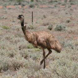 Pt. Augusta Broken Hill