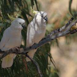 Adelaide