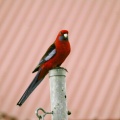 IMG 4738
