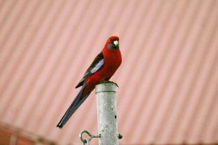 IMG 4738