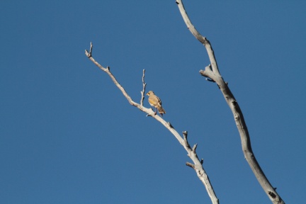 IMG 3533