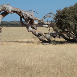 Leeman Moora