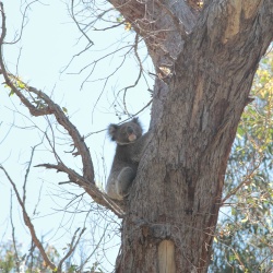 Yanchep-Ballajura